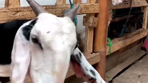 Fresh stock goat funny