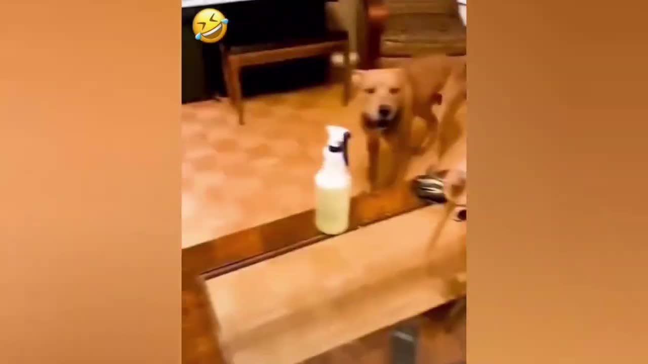 Funniest Animals Video - Funny Dogs And Cats - Animals 2022