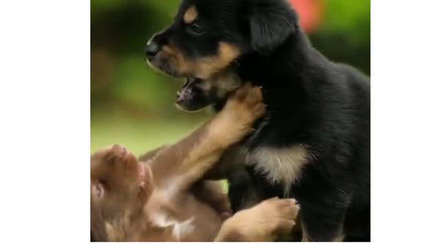 CUTE PUPPIES PLAYING IN SUPER SLO MO