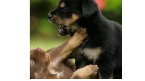 CUTE PUPPIES PLAYING IN SUPER SLO MO