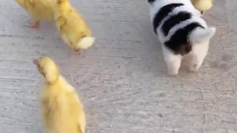Video Dog