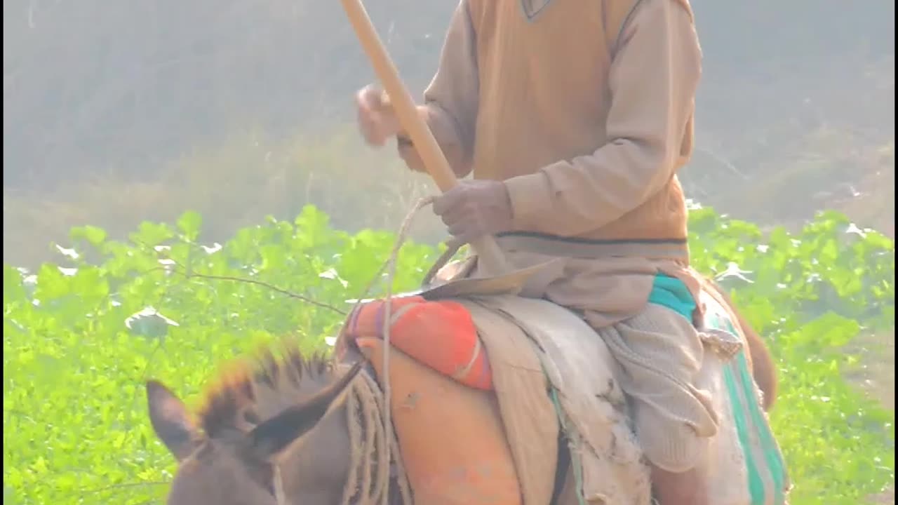 Pakistani Old Man On Donkey Working in Village