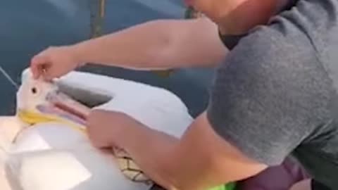 Saving a Trapped Pelican from a Net