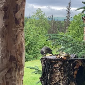 CAMP ROBBER GETS BREAKFAST