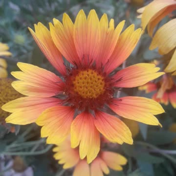 Gaillardia