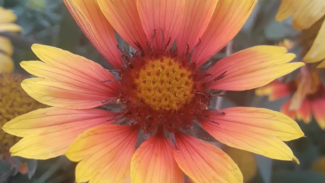 Gaillardia