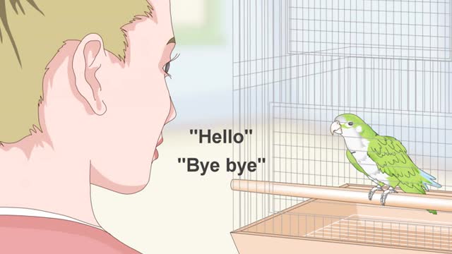 Train a Quaker Parrot to Speak