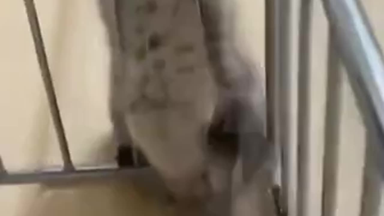 Animal