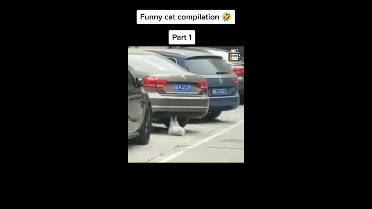 Cats Funny Videos - Cute Cats - Crazy Cats S2 S2 S2