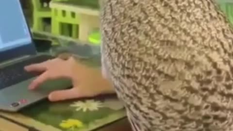 Owl Mastering in Computer #shorts #viral #shortsvideo #video