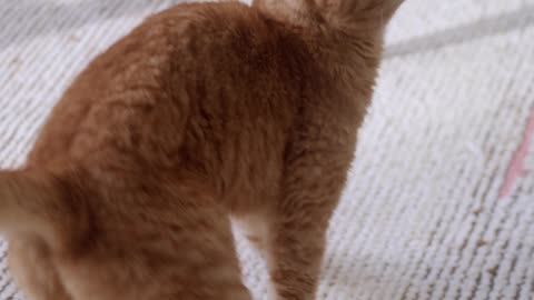 Beautiful Cat Playing