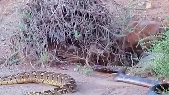 Snake eats snake #wildanimals #snake #snakesoftiktok #animals