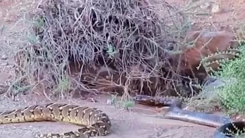 Snake eats snake #wildanimals #snake #snakesoftiktok #animals