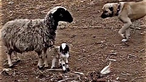 Sheep vs kangal #sheep #kangal #fyp