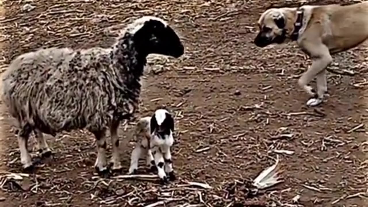 Sheep vs kangal #sheep #kangal #fyp