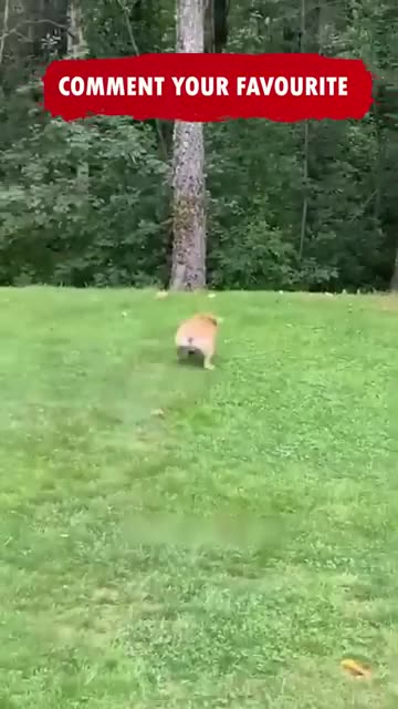 Funny Cats and Dogs😂😂😂Funny Dog Try Not to Laugh Ep 356 #catfail #catfunny #cat #dogfunny #funny