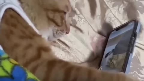 Funny 😆 animal #videos # smart #cat using # the phone # funny animal # videos