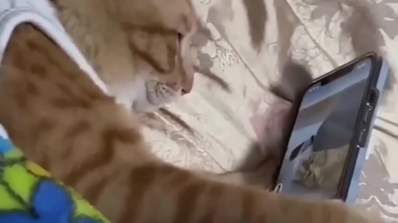 Funny 😆 animal #videos # smart #cat using # the phone # funny animal # videos
