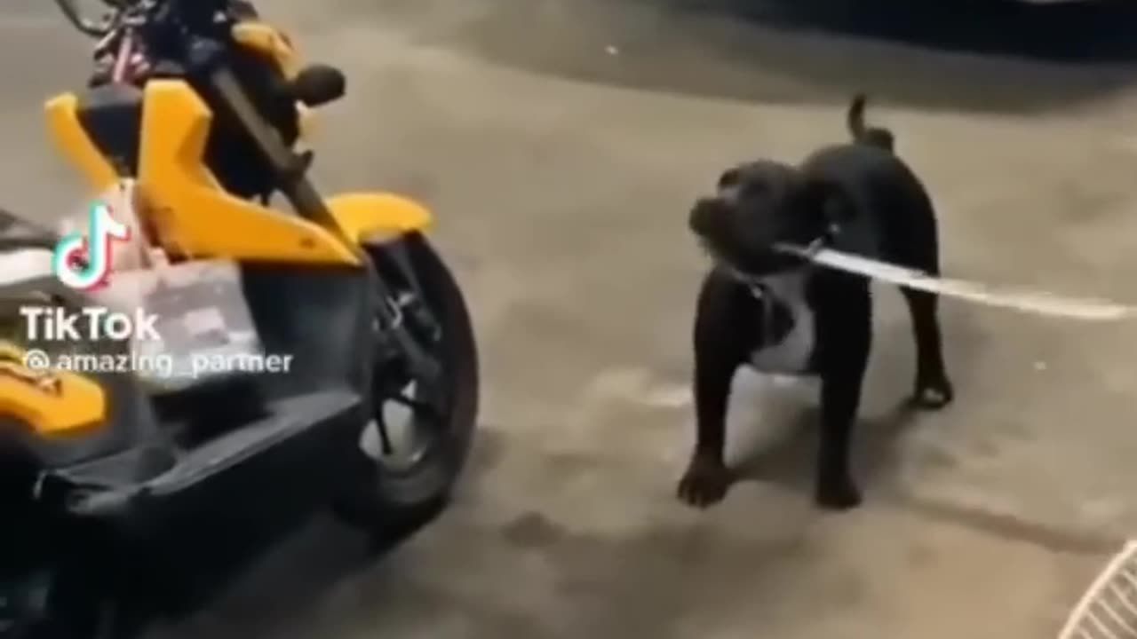 Most dangerous dog is take a sword