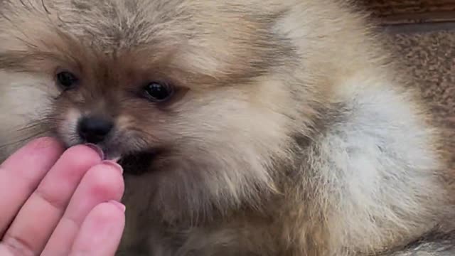 Funny dog 🐶 puppy licking his finger videos