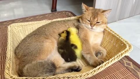 Mother cara with kitty