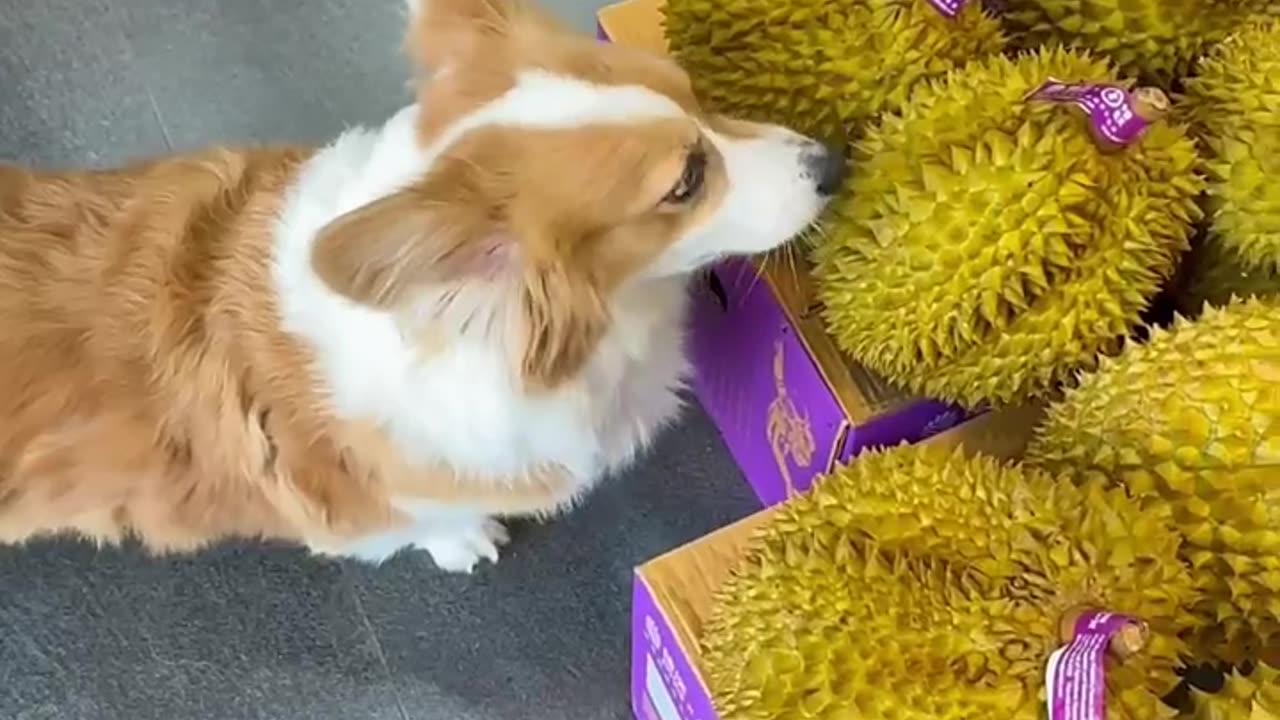 Corgi into the supermarket to give the owner choice, durian