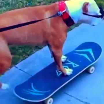 attitude dog \ #viral #shorts