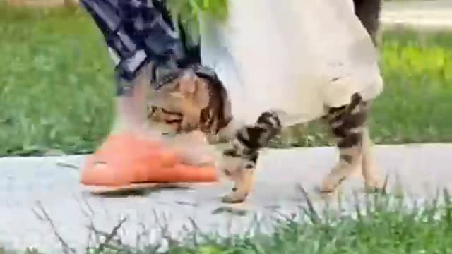 I am a cat bag