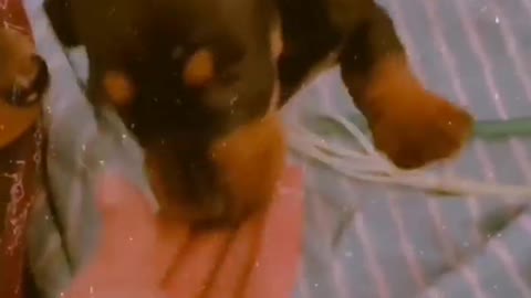 FUNNY DOGS 🐶