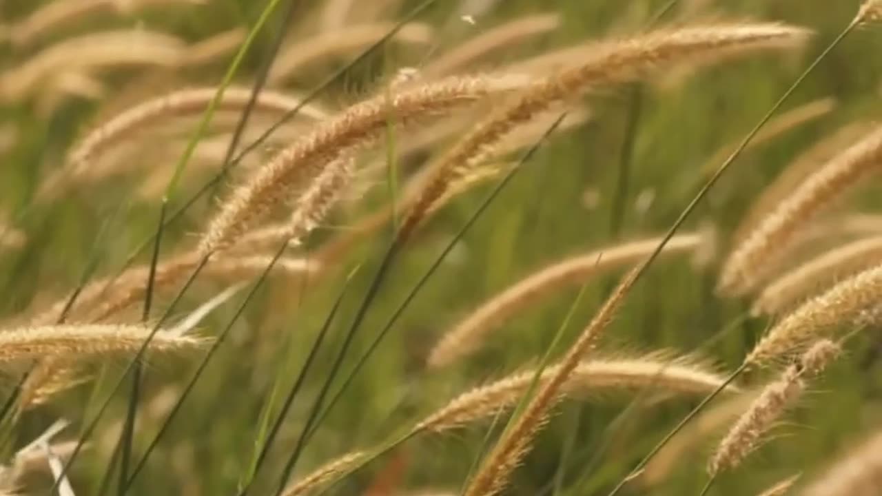 Reeds Gross Wind Golden