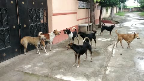 STREET DOG FIGHT || DOG FIGHT VIDEO 🐕DOGS BARKING