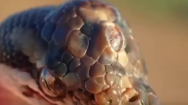 Il serpente a tre occhi