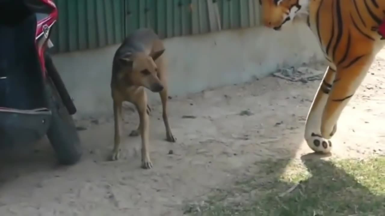 Animal Funny Video