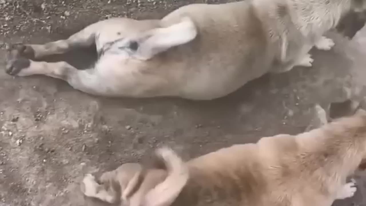 Funny cat dogs video animals funny