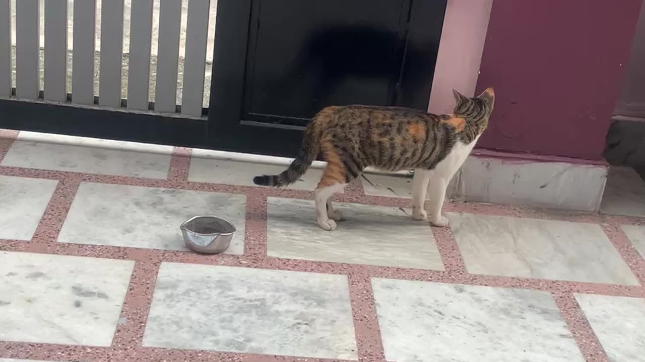 Cat vs dog