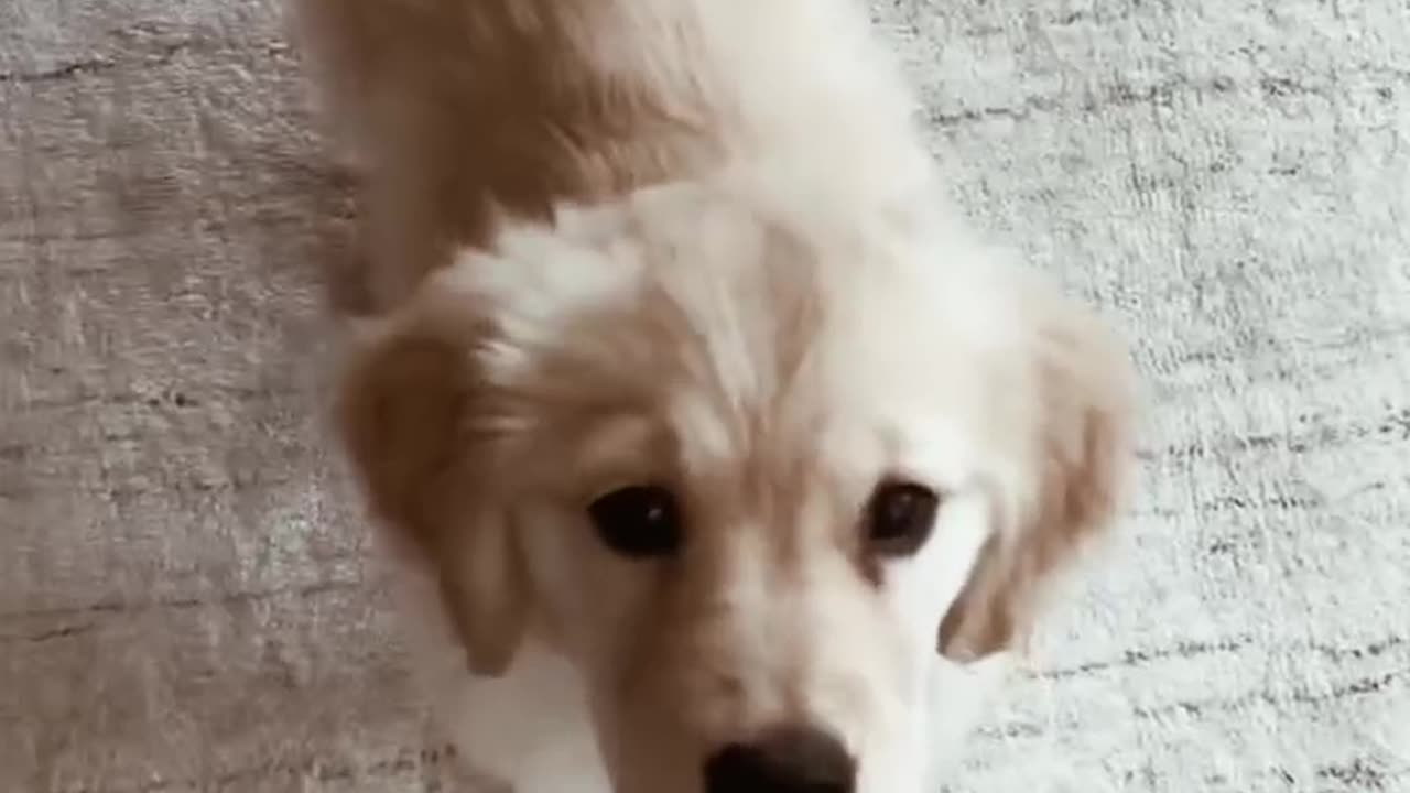 Cute dog 🐶🐕🐕🐕