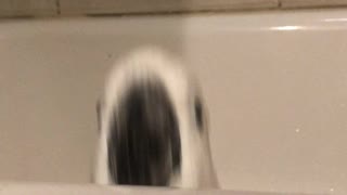 Umbrella Cockatoo Jumping in Tub