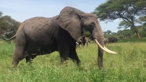the elephant