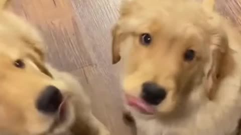 Golden Moments: Sweetest Golden Retriever Puppy Video Ever!