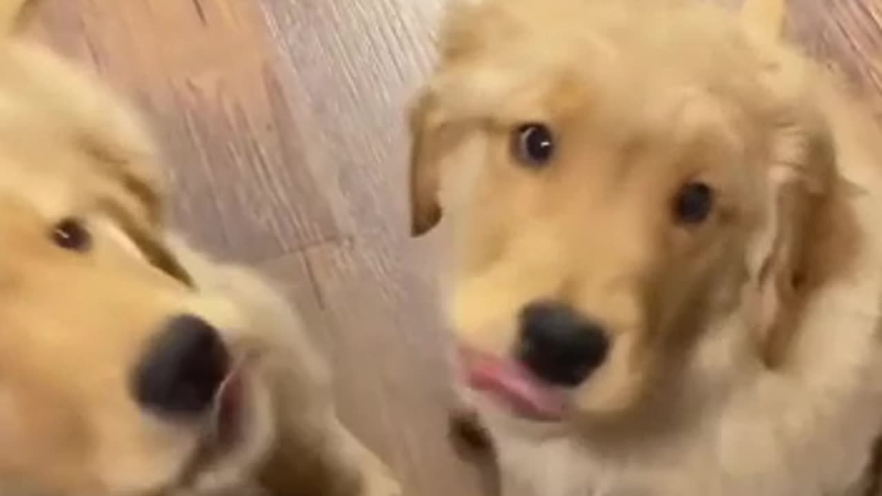 Golden Moments: Sweetest Golden Retriever Puppy Video Ever!