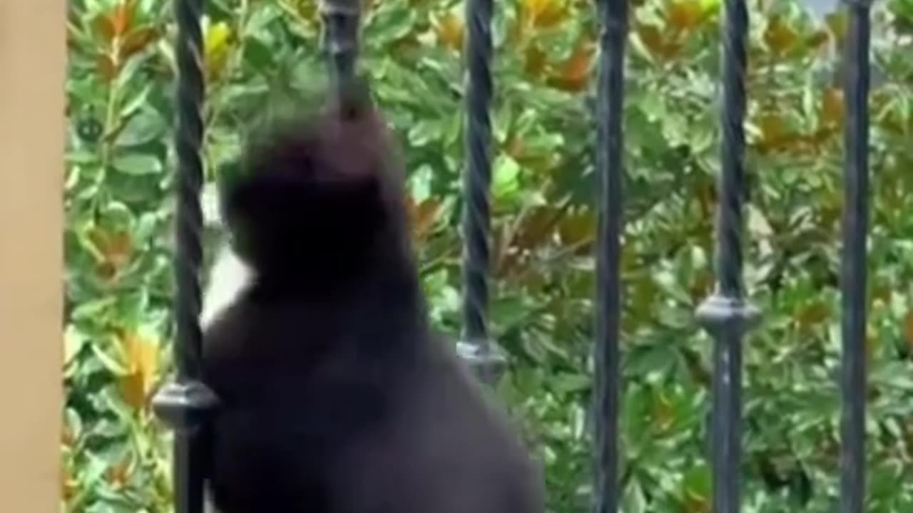 Cat funny animal videos