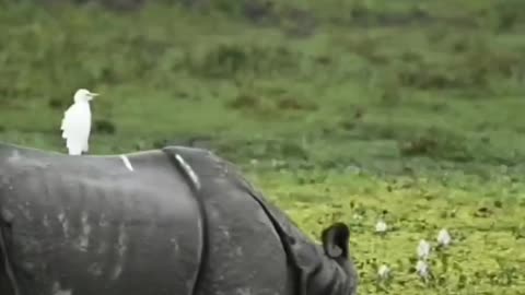 Wildlife is in closer view with a natural perspective.