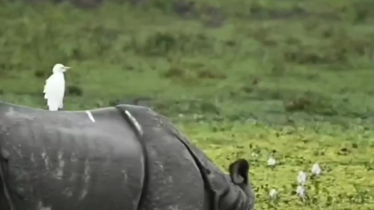 Wildlife is in closer view with a natural perspective.