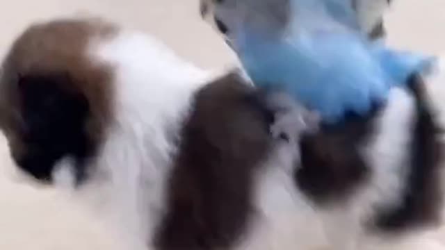pet and bird