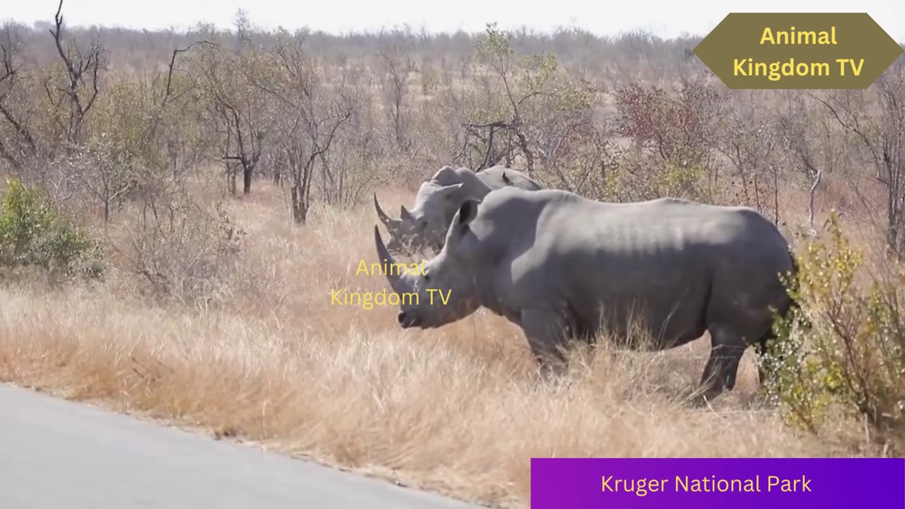 Rhino Congestion Biggest Road Block Ever in Kruger National Park