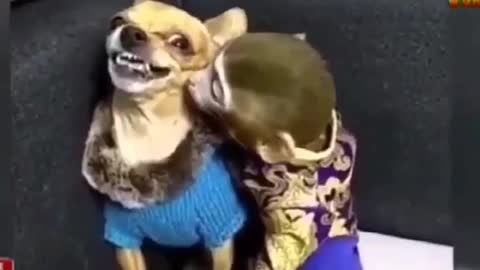 Funny monkey&dog