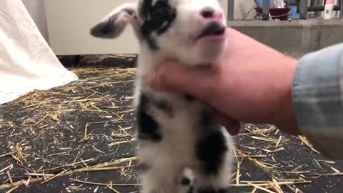 Baby goat making the cutest noise