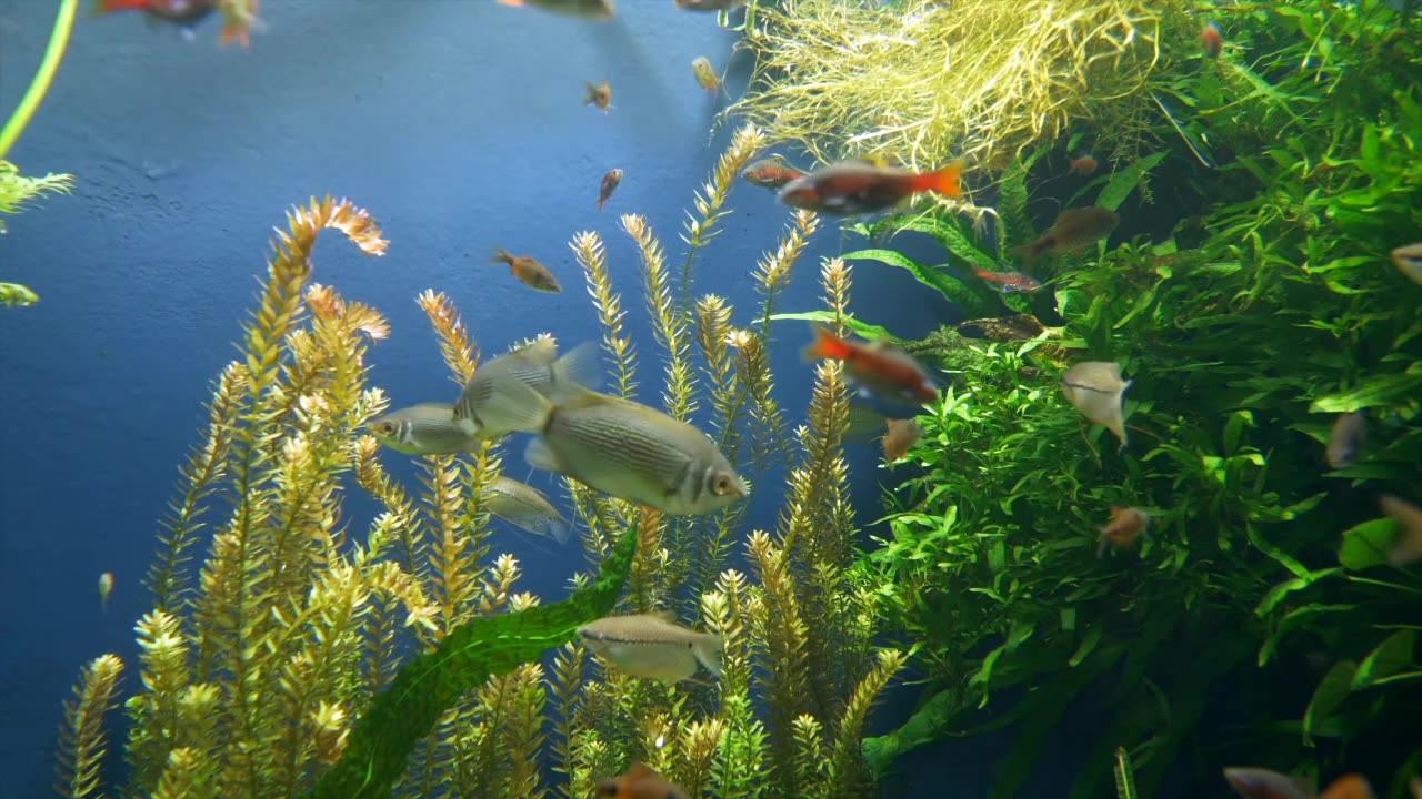 The underwater Atmosphere
