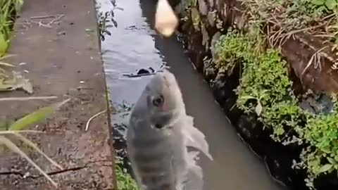 This is a beautiful and charming water-dwelling species