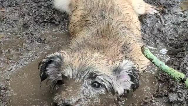 Muddy Puppy Thinks He's a Pig